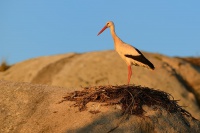 Cap bily - Ciconia ciconia - White Stork 2053